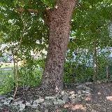 LawnStarter Landscaping photo 7