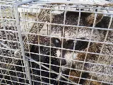 Eradicon Pest Management photo 2