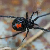 Patriot Pest Management photo 6