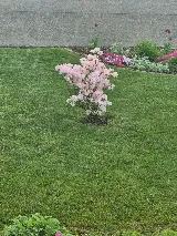 Enviro Masters Lawn Care photo 7