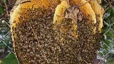 BeeSafe Pest Control LLC photo 3