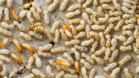 Mitchell Pest Services in Virginia Beach