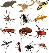 Bug Force Pest Control photo 6