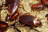ABC Insect Control photo 3