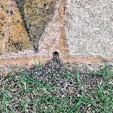 Barefoot Mosquito & Pest Control photo 6