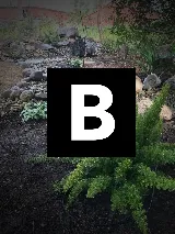Bloom Landscaping