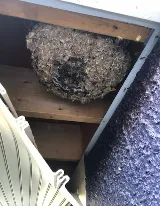 Phantom Pest Control Vancouver photo 6