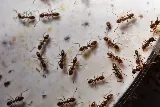 Rose Pest Solutions photo 6
