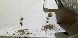 Assurance Pest Solutions photo 7