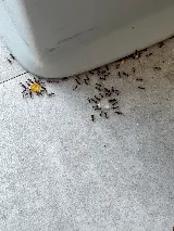 Target Pest Management photo 3