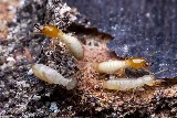 Keller's Pest Control photo 4