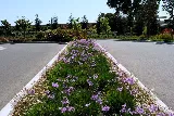 New Image Landscape Company photo 7