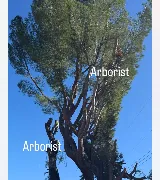 Erik's Tree Service & Brush Clearance