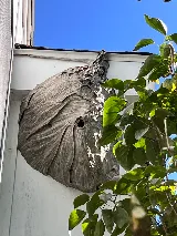Ecologic Entomology