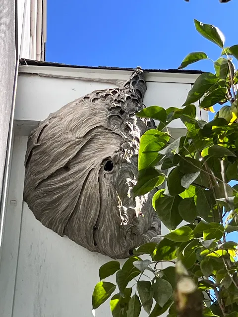 Ecologic Entomology photo 1