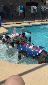 Royal Jett’s pool service photo 3