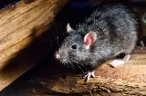 Nexus Pest Solutions photo 5