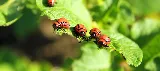 Sure Thing Pest Control photo 7
