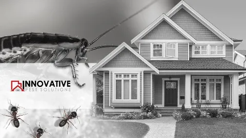 Innovative Pest Solutions photo 1