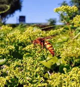 Southwestern Pest Control LLC photo 3