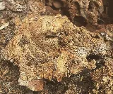 NuHEXA Modern Pest Solutions photo 5