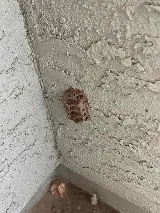 Bulwark Exterminating photo 7