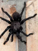 Web Termite & Pest Control, LLC photo 3