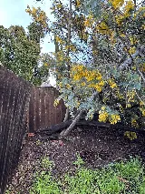 John's Good Landscaping Services photo 8