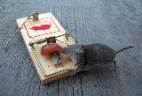 Central Oregon Pest Solutions (COPS) photo 6
