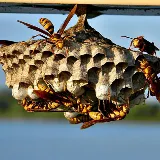 Rochester Pest Pro photo 3