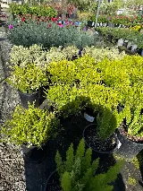 Perez Nursery & Landscaping, Inc. photo 2