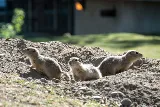 Animal Control Solutions