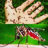 BACK BAY PEST & MOSQUITO photo 5