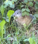 Pestlink Pest Control Edmonton Inc photo 8