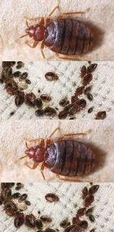 LA pest control Los Angeles photo 4