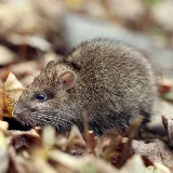 EarthRite Pest Control photo 4