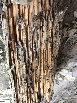 Supreme Termites & Pest Control photo 7