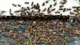 Bugs Bee Gone Pest Control photo 7