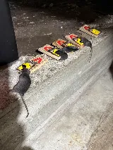 Pointe Pest Control - Beaverton photo 4