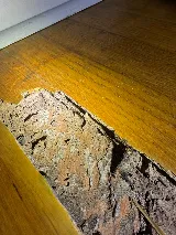 Dr Termites photo 4