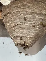 Dragon Pest Control photo 7