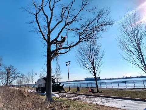 Liberty Tree and Landscape Management photo 1