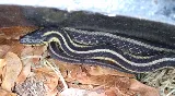 Ace Pest photo 3