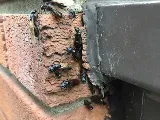 BUDGET EXTERMINATION Gestión Parasitaire