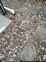 Clements Lawn Service photo 7