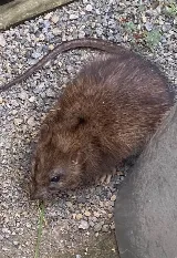 B.B.P.P. Pest Control Vaughan