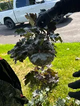 Domtech Pest Control Inc photo 7