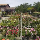 Bearscapes Nursery & Landscape photo 6