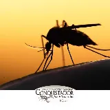 Conquistador Pest & Termite photo 7