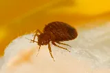 Allpro Pest Management photo 2